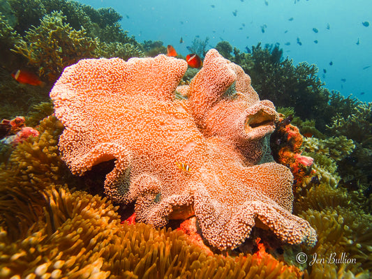 Beqa Lagoon Resort, Fiji - August 22-29, 2026