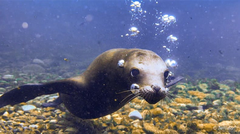 Discover Local Diving (Guided Dives)