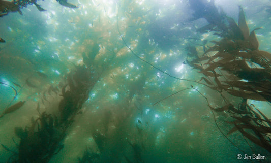 Discover Local Diving (Guided Dives)