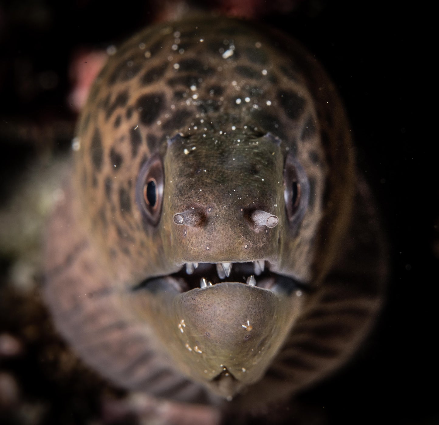 Heart of the Maldives