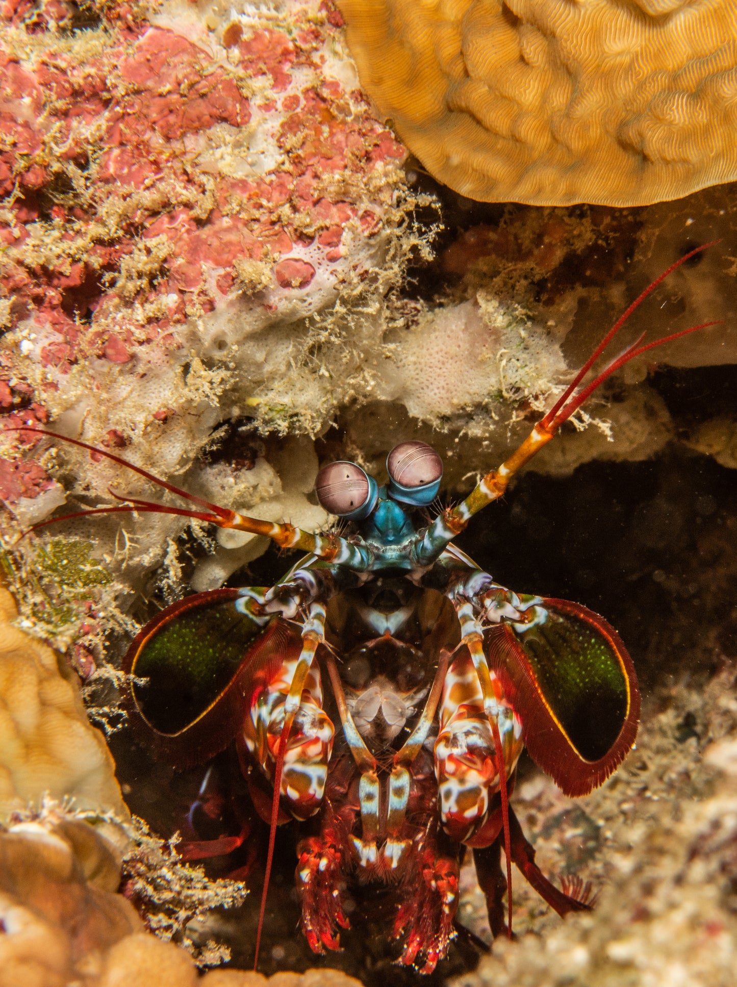 Heart of the Maldives