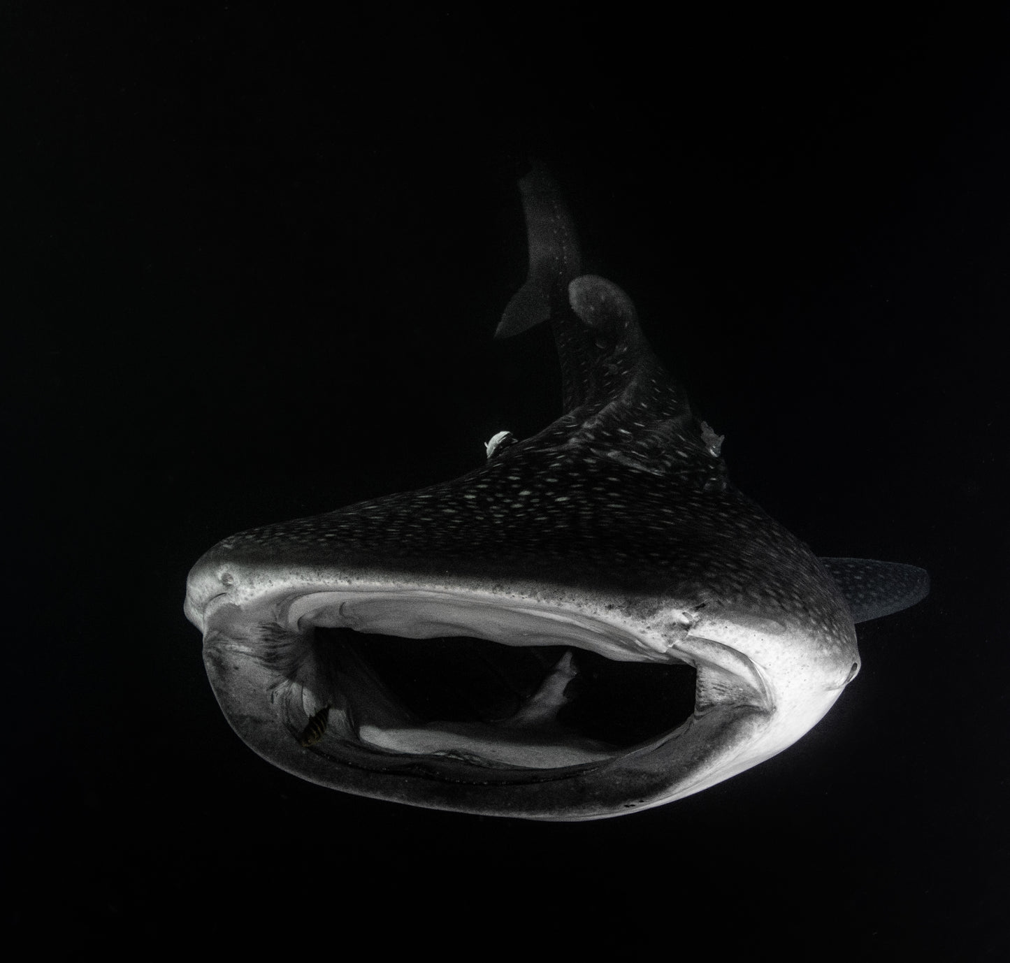 Heart of the Maldives