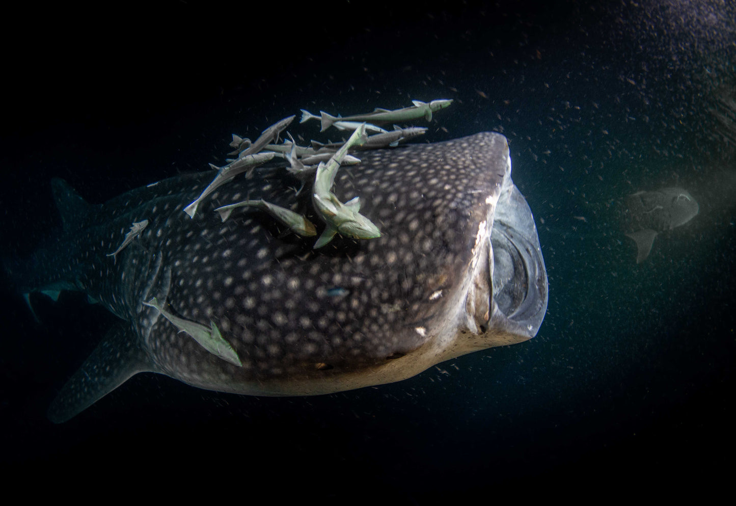 Heart of the Maldives