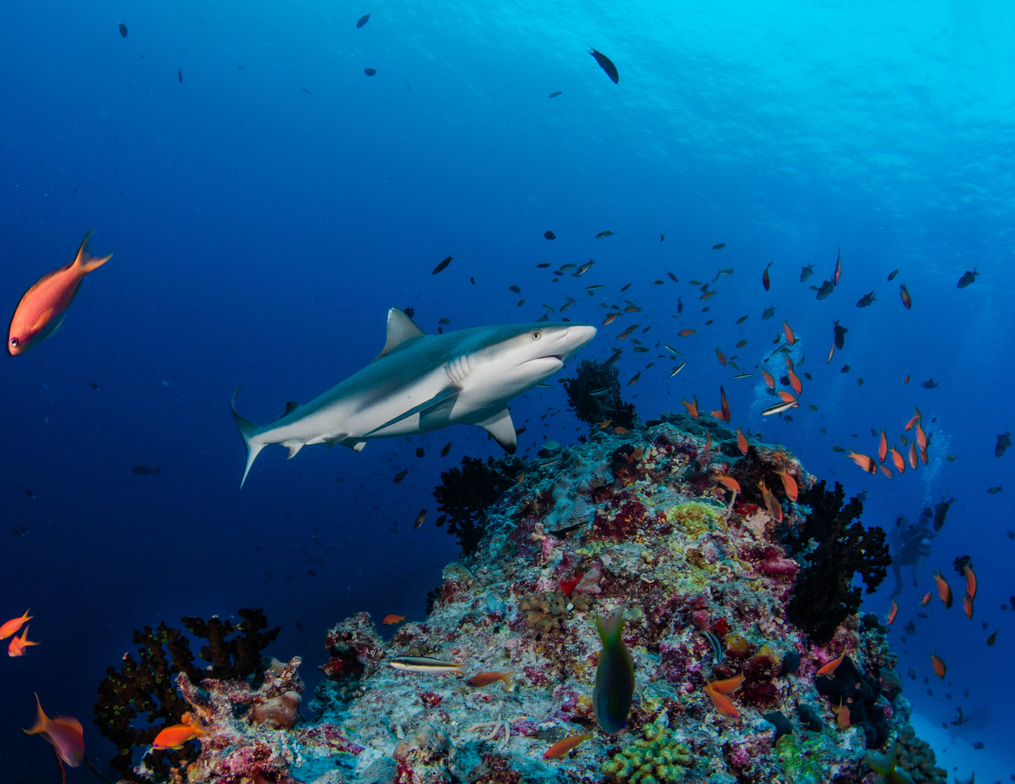 Heart of the Maldives