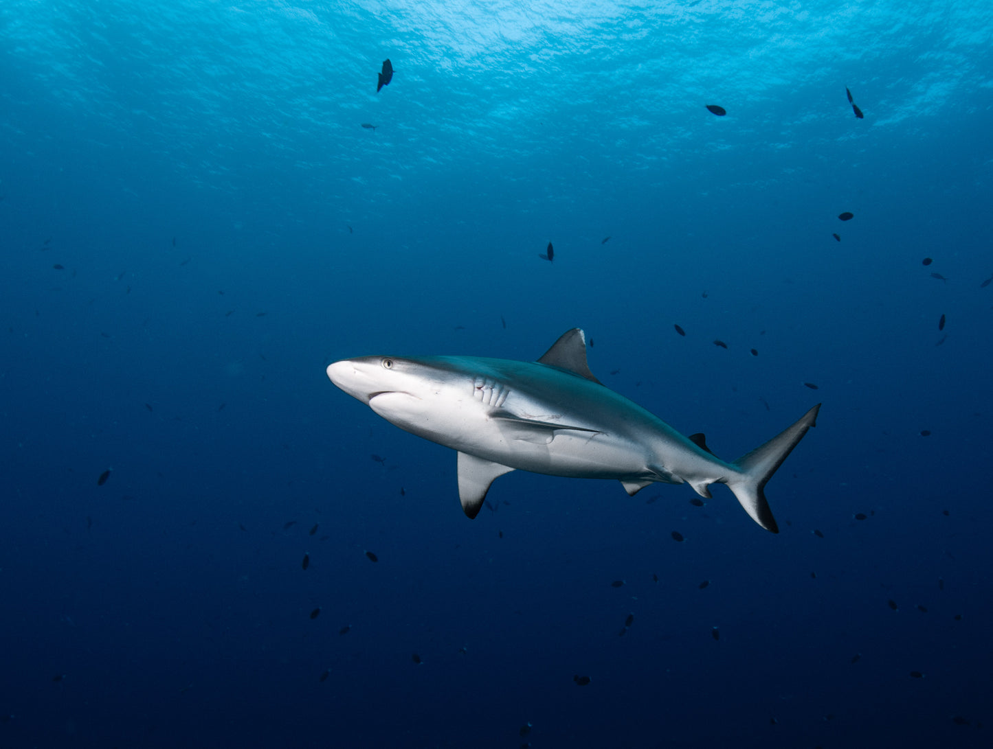 Heart of the Maldives