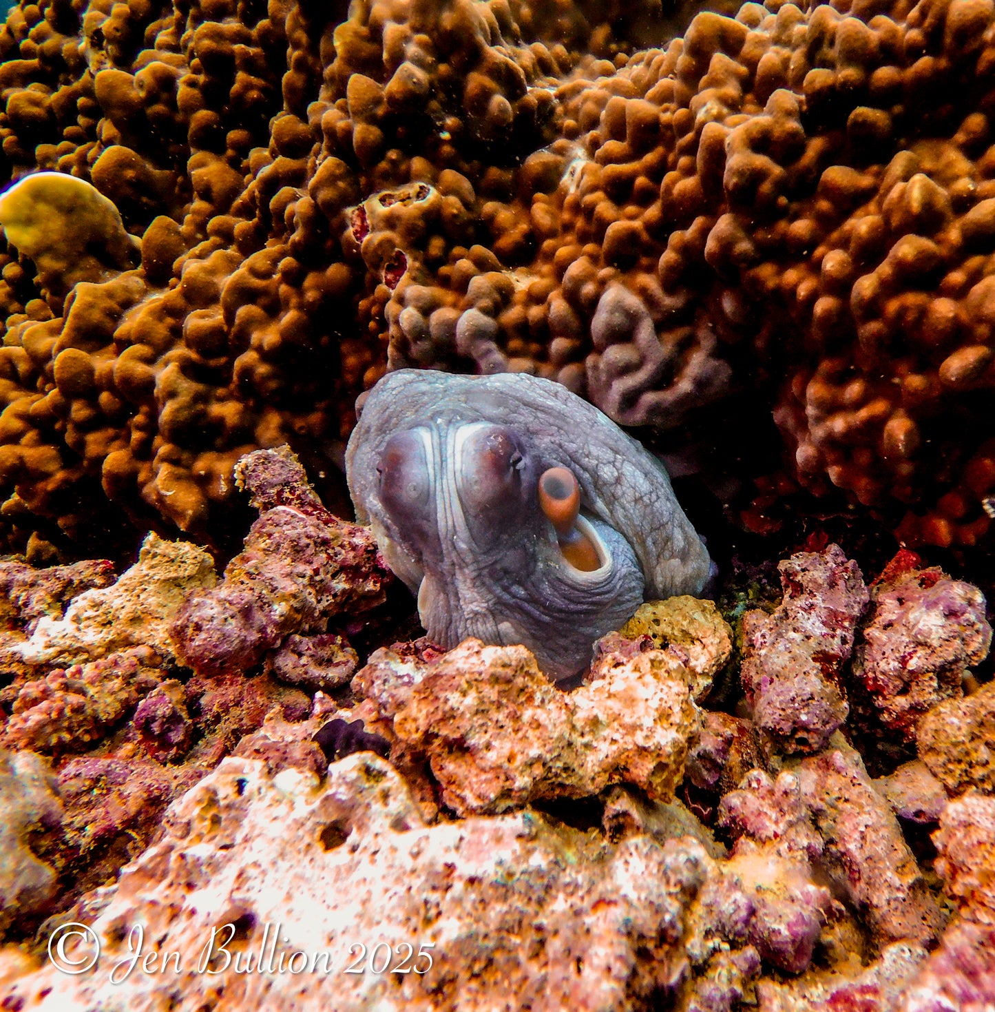 Beqa Lagoon Resort, Fiji - July 17-24, 2027