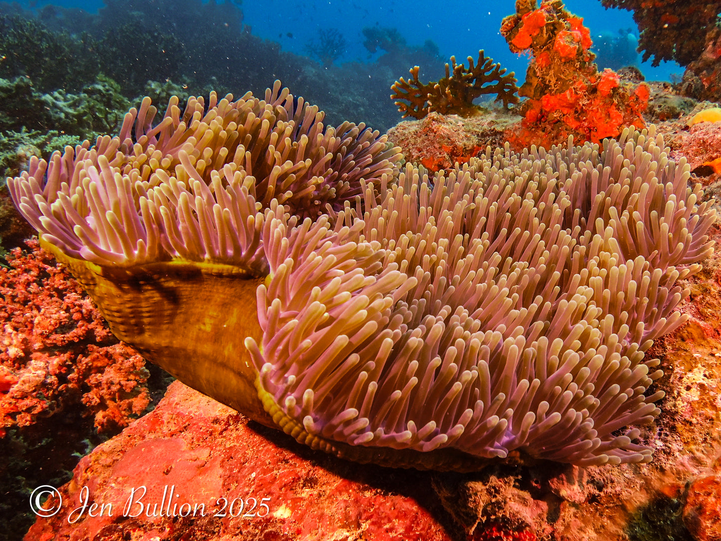 Beqa Lagoon Resort, Fiji - July 17-24, 2027