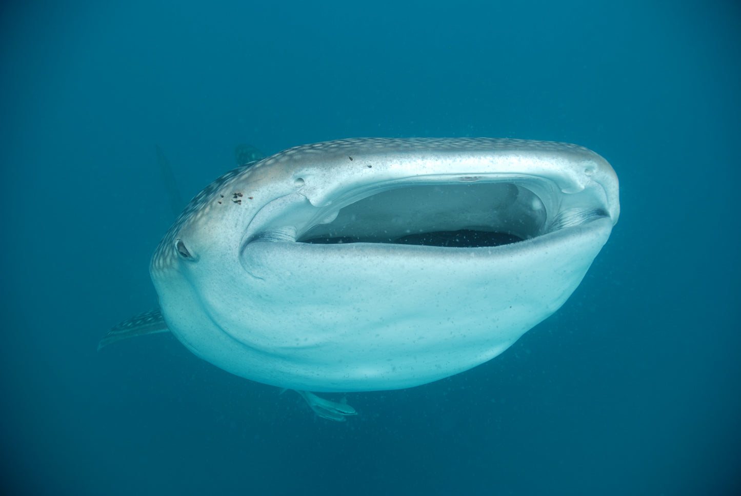 Heart of the Maldives