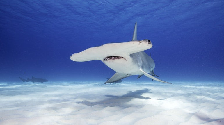 Heart of the Maldives